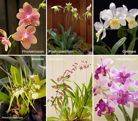 pictures and names of orchids.